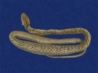 藏品(茶斑蛇)的圖片